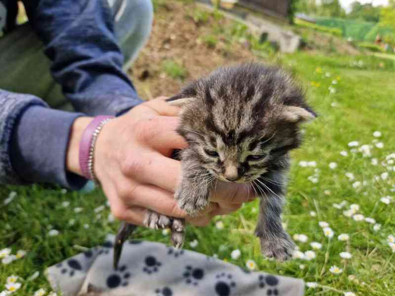 Darujeme roztomilá koťátka!!! - foto 5