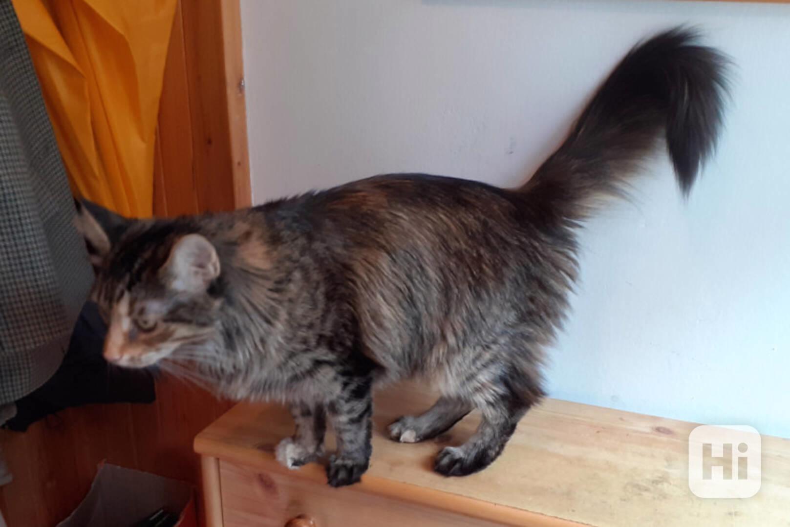 Dlouhosrstá mourovaná 2,5roční kráska Mej Mej, kříženec - foto 1