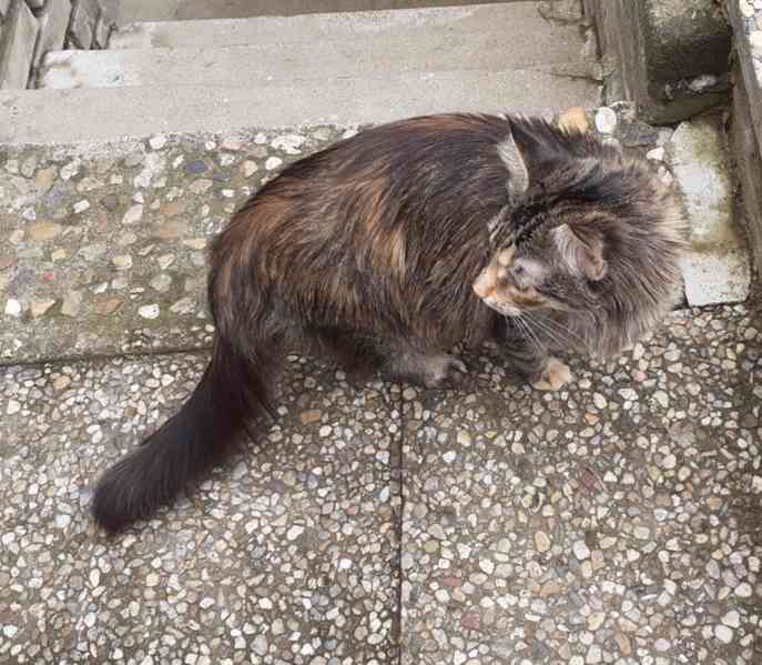 Dlouhosrstá mourovaná 2,5roční kráska Mej Mej, kříženec - foto 4