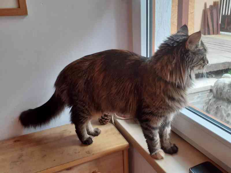 Dlouhosrstá mourovaná 2,5roční kráska Mej Mej, kříženec - foto 2