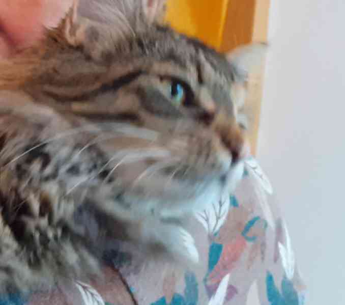 Dlouhosrstá mourovaná 2,5roční kráska Mej Mej, kříženec - foto 5