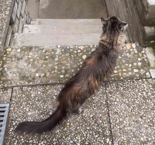 Dlouhosrstá mourovaná 2,5roční kráska Mej Mej, kříženec - foto 10