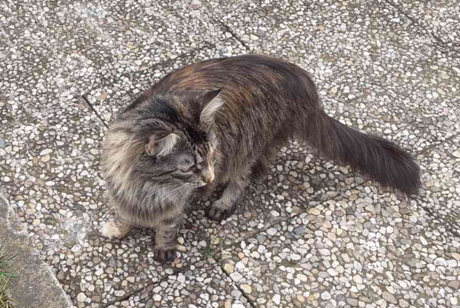 Dlouhosrstá mourovaná 2,5roční kráska Mej Mej, kříženec - foto 3