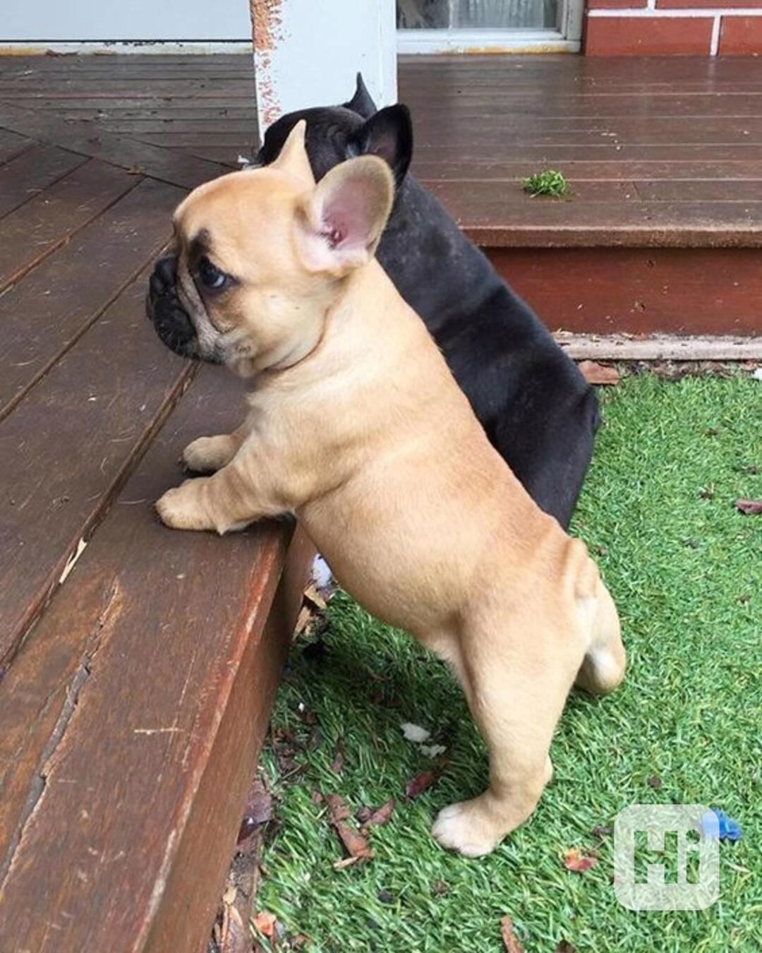 Dobře vycvičená štěňata francouzského buldočka - foto 1