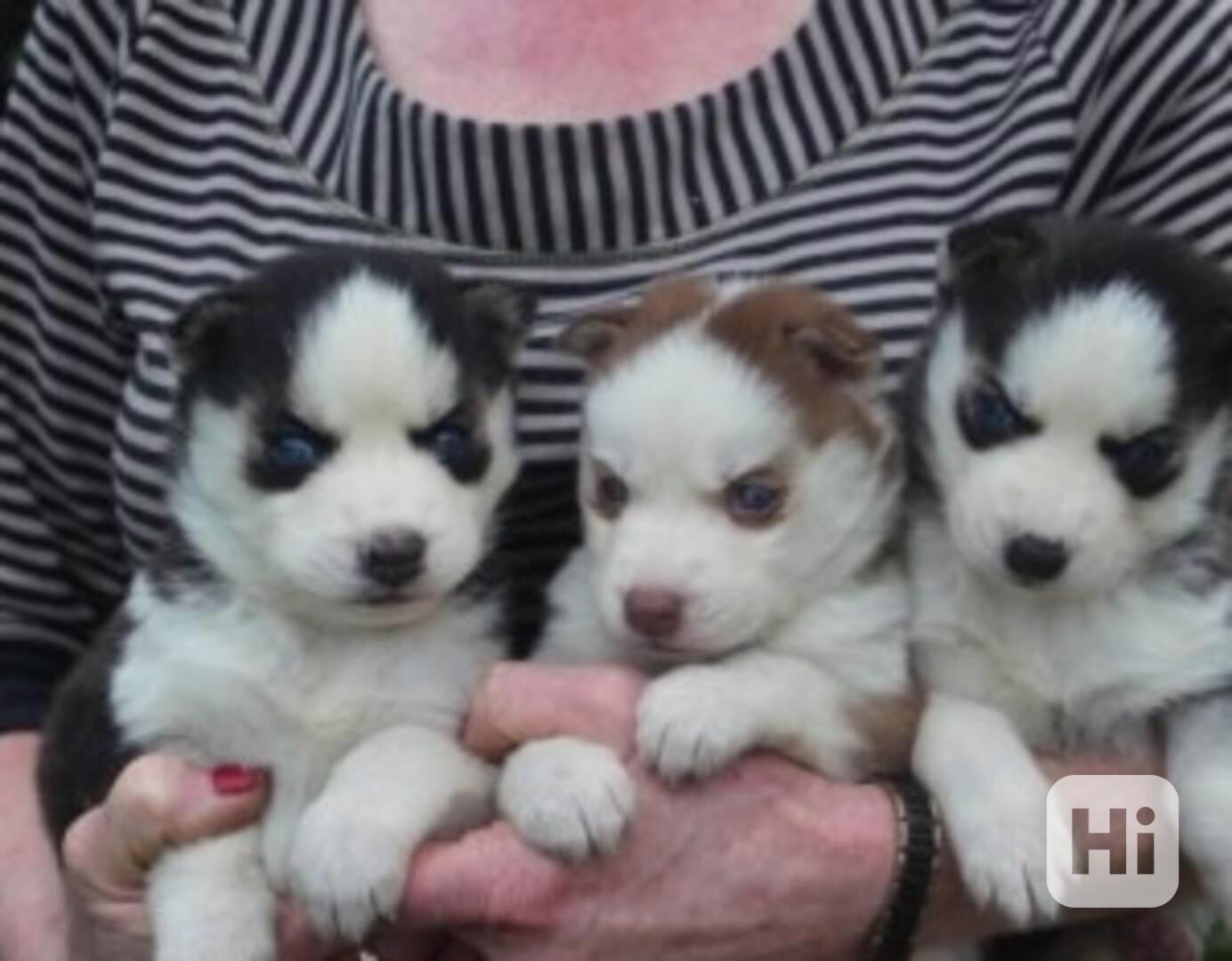  Registrovaný sibiřský husky k adopci  - foto 1