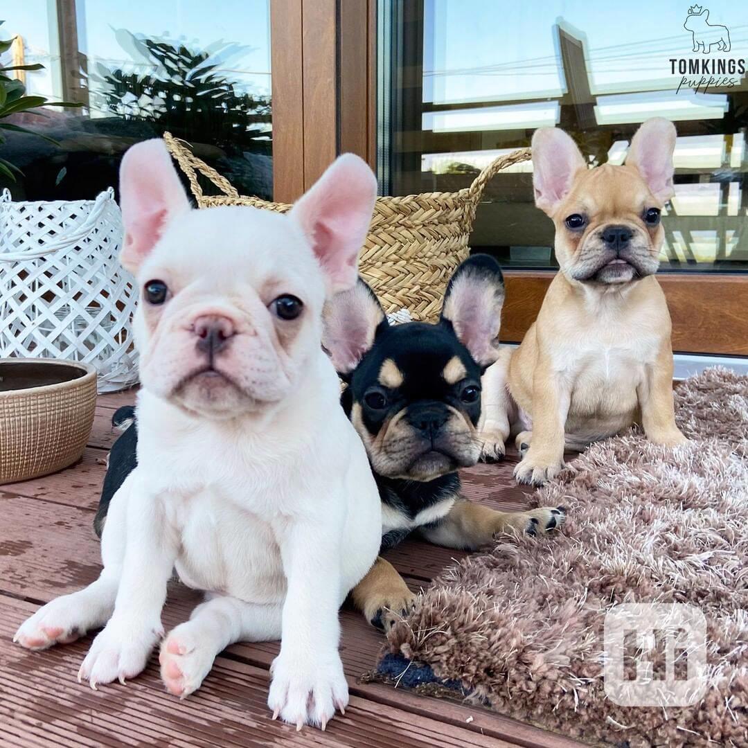 Štěňata francouzského buldočka AKC - foto 1