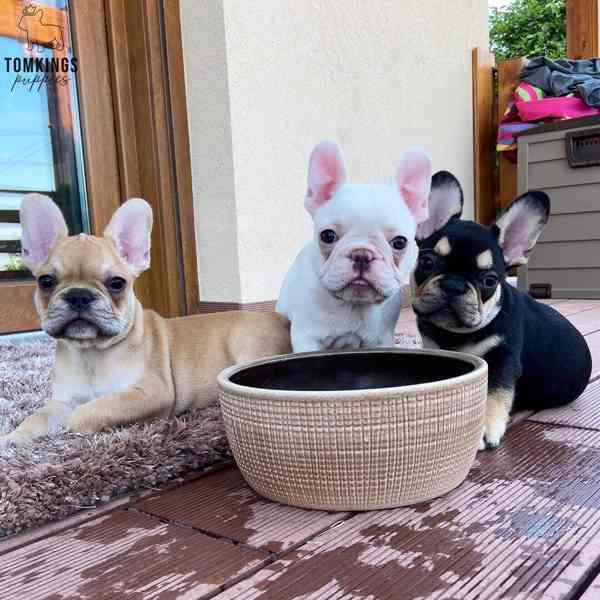 Štěňata francouzského buldočka AKC - foto 2