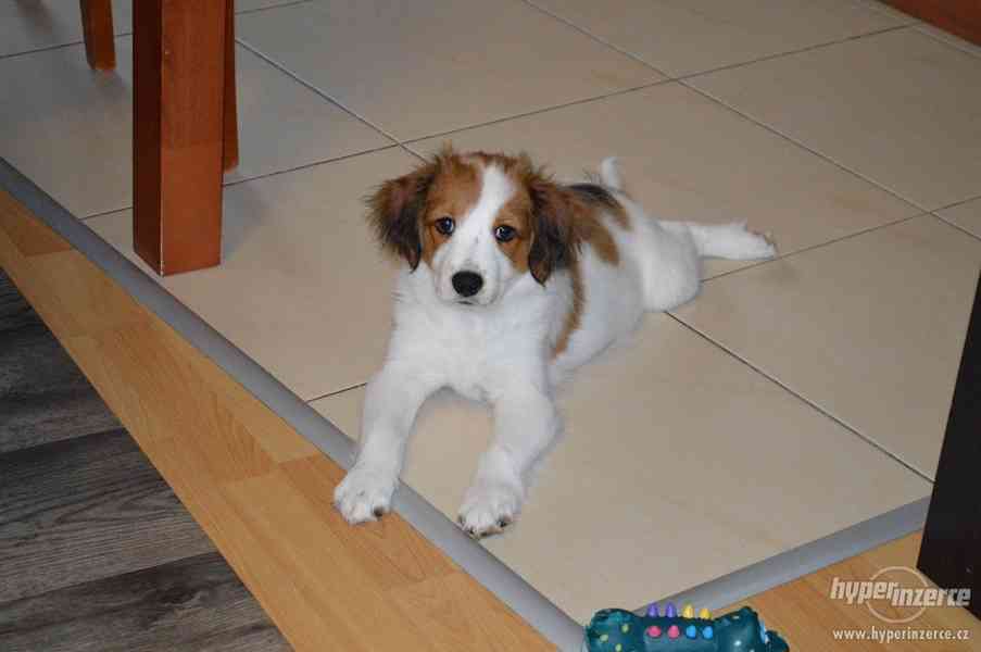 Kooikerhondje pejsek - foto 1