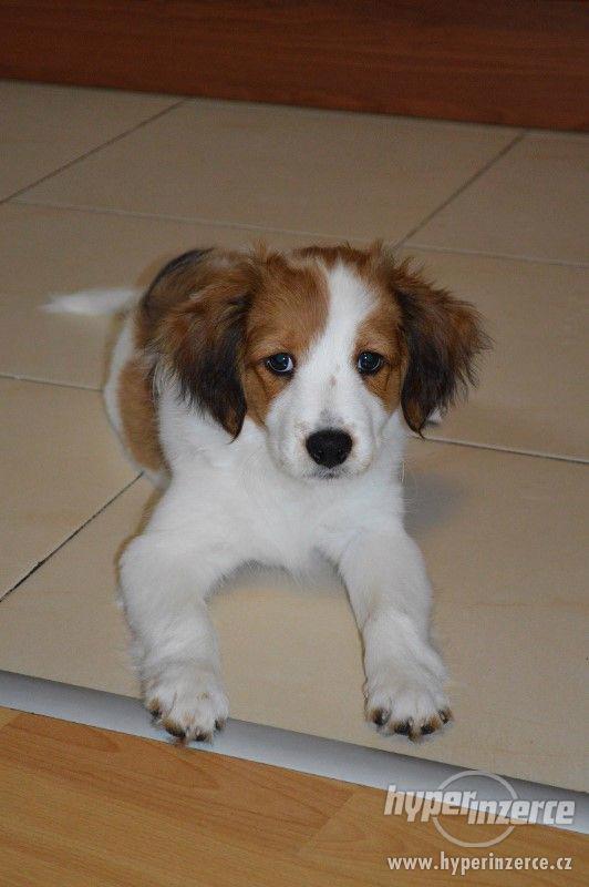 Kooikerhondje pejsek - foto 3