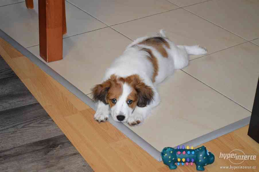 Kooikerhondje pejsek - foto 4