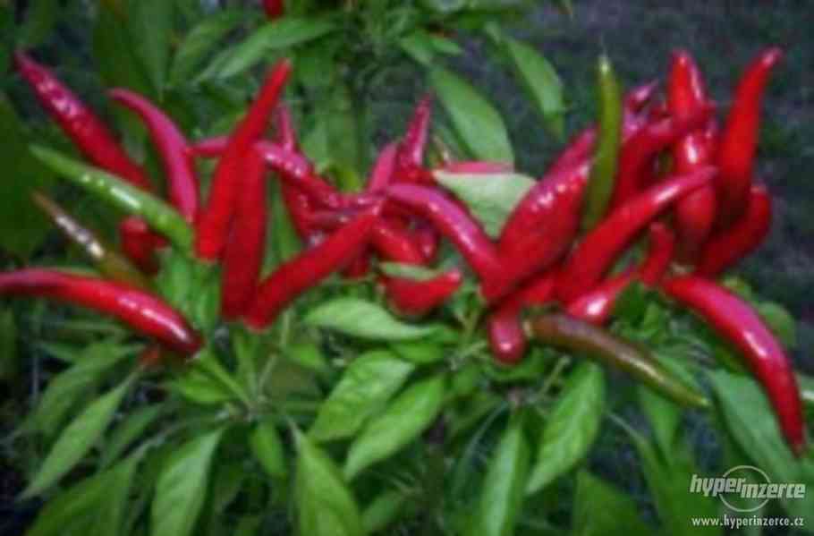 Chilli Thai Red Hot - semena - foto 1