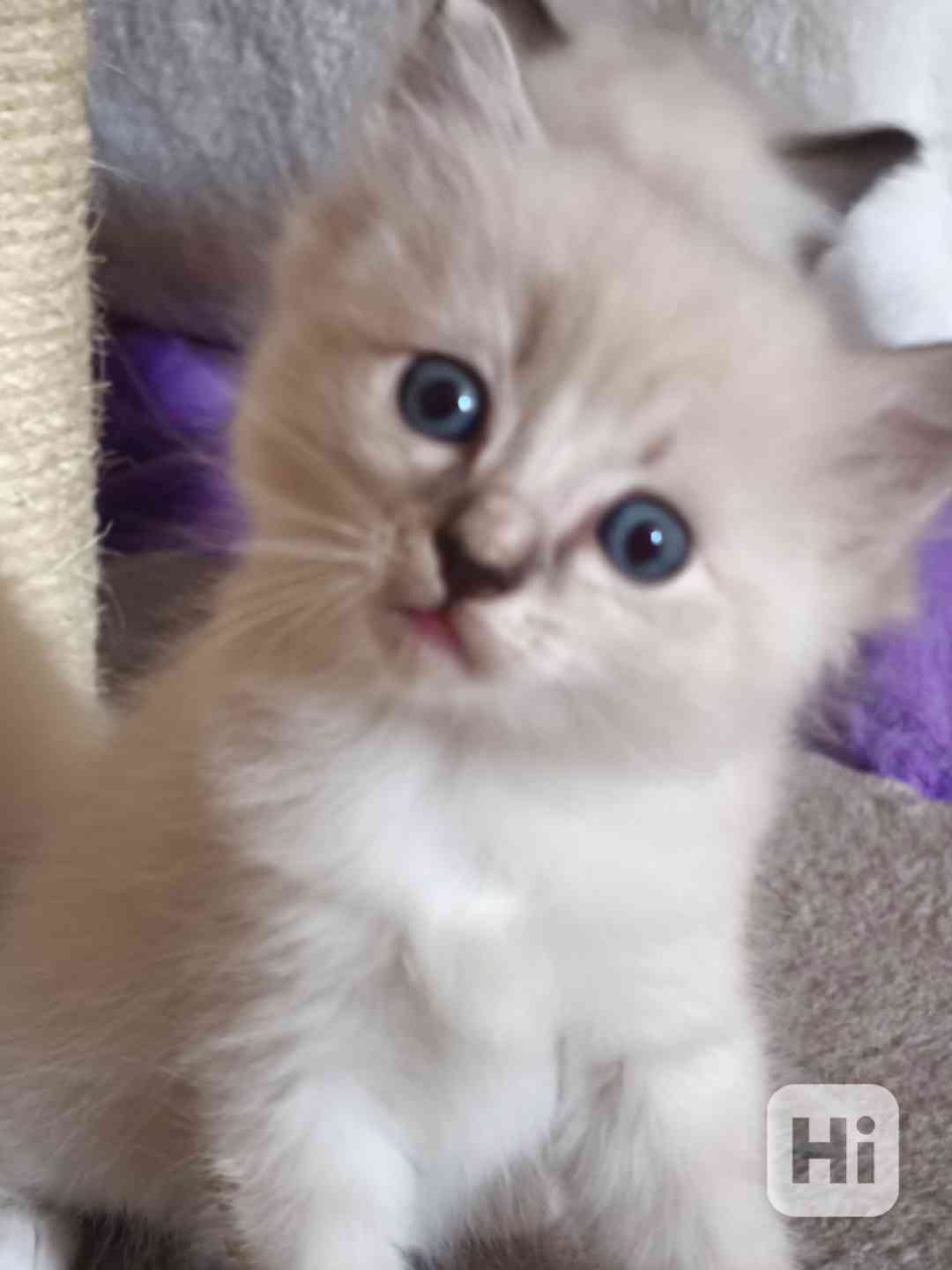 Ragdoll bez PP  - foto 1
