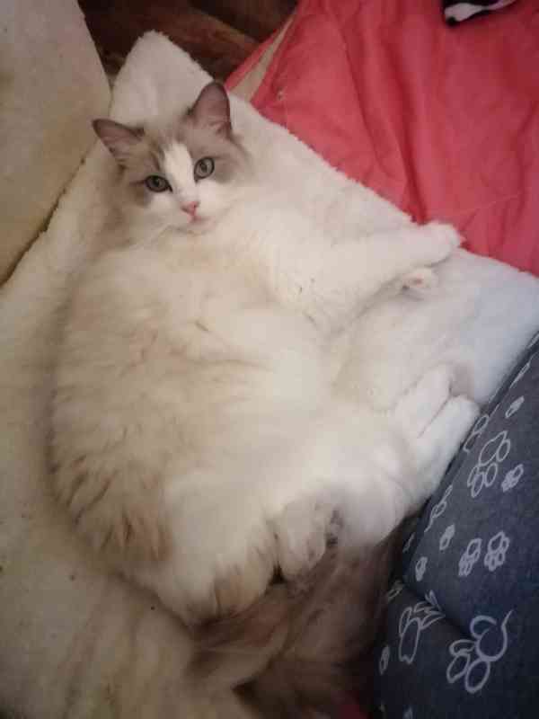 Ragdoll bez PP  - foto 8