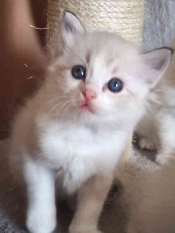 Ragdoll bez PP  - foto 2