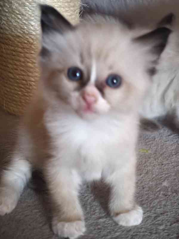 Ragdoll bez PP  - foto 5