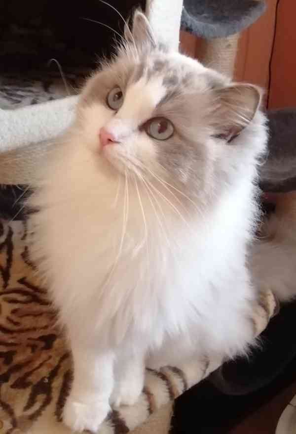 Ragdoll bez PP  - foto 7