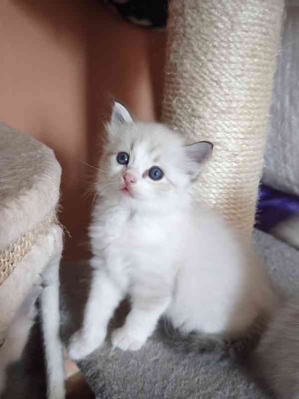 Ragdoll bez PP  - foto 6