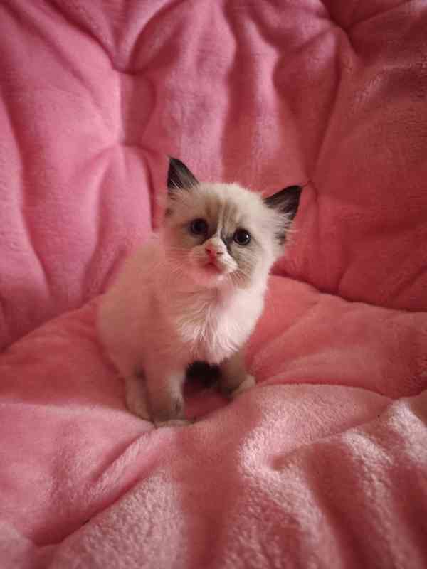 Ragdoll bez PP  - foto 3