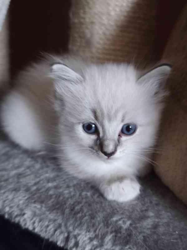 Ragdoll bez PP  - foto 4