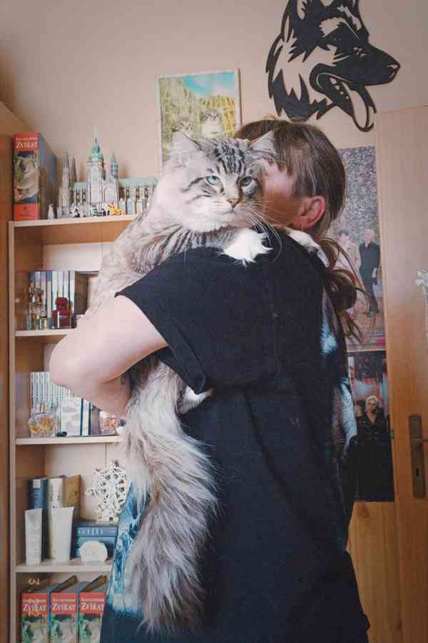 Ragdoll bez PP  - foto 9
