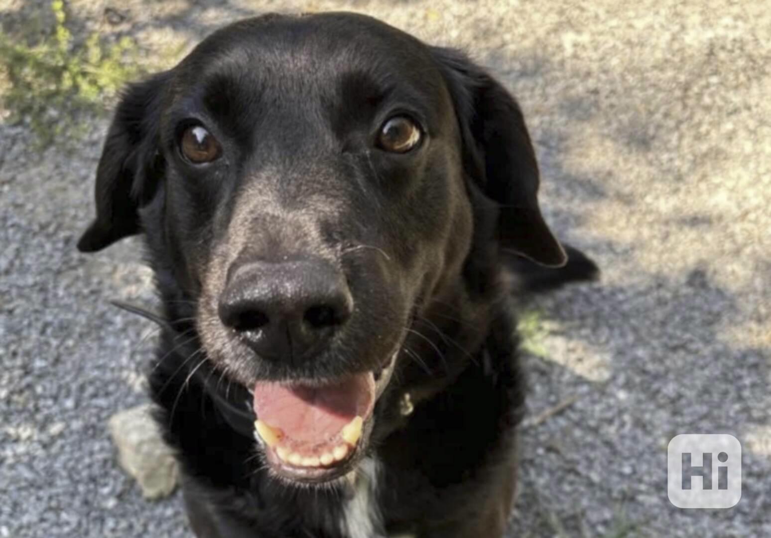 Rendy hledá domov - foto 1