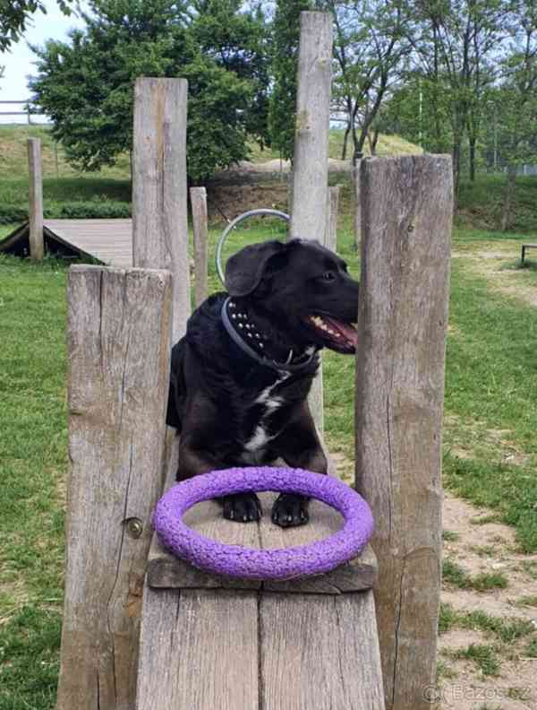 Rendy hledá domov - foto 3