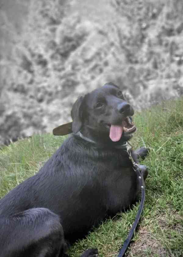 Rendy hledá domov - foto 4