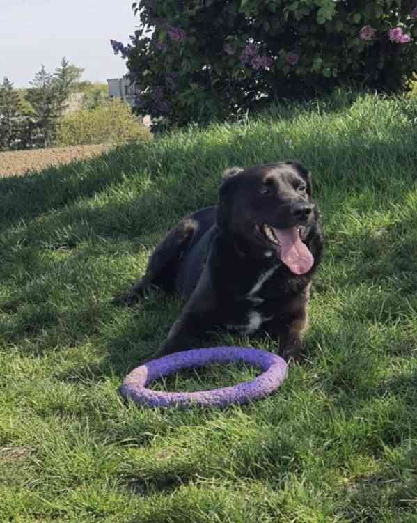 Rendy hledá domov - foto 2