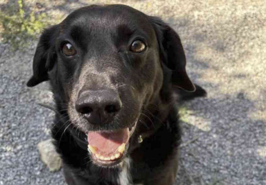 Rendy hledá domov - foto 5