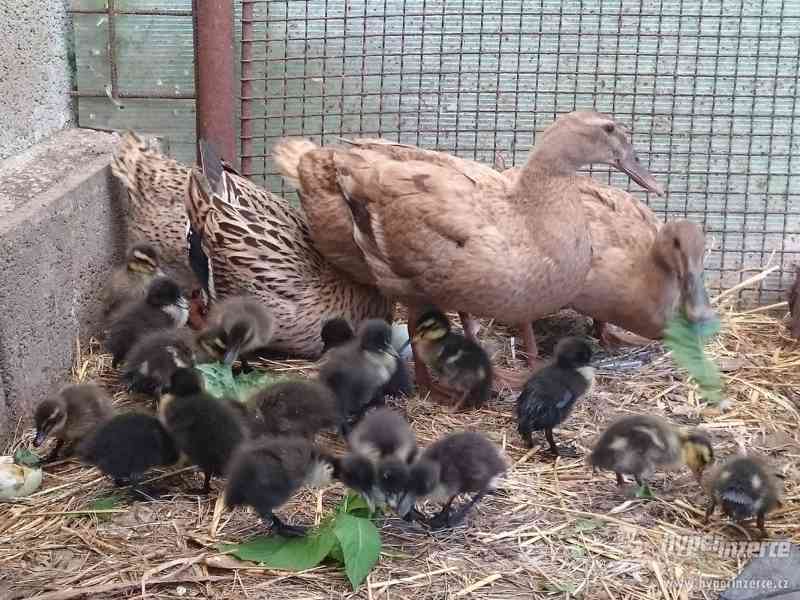 Kachňata indického běžce - foto 1