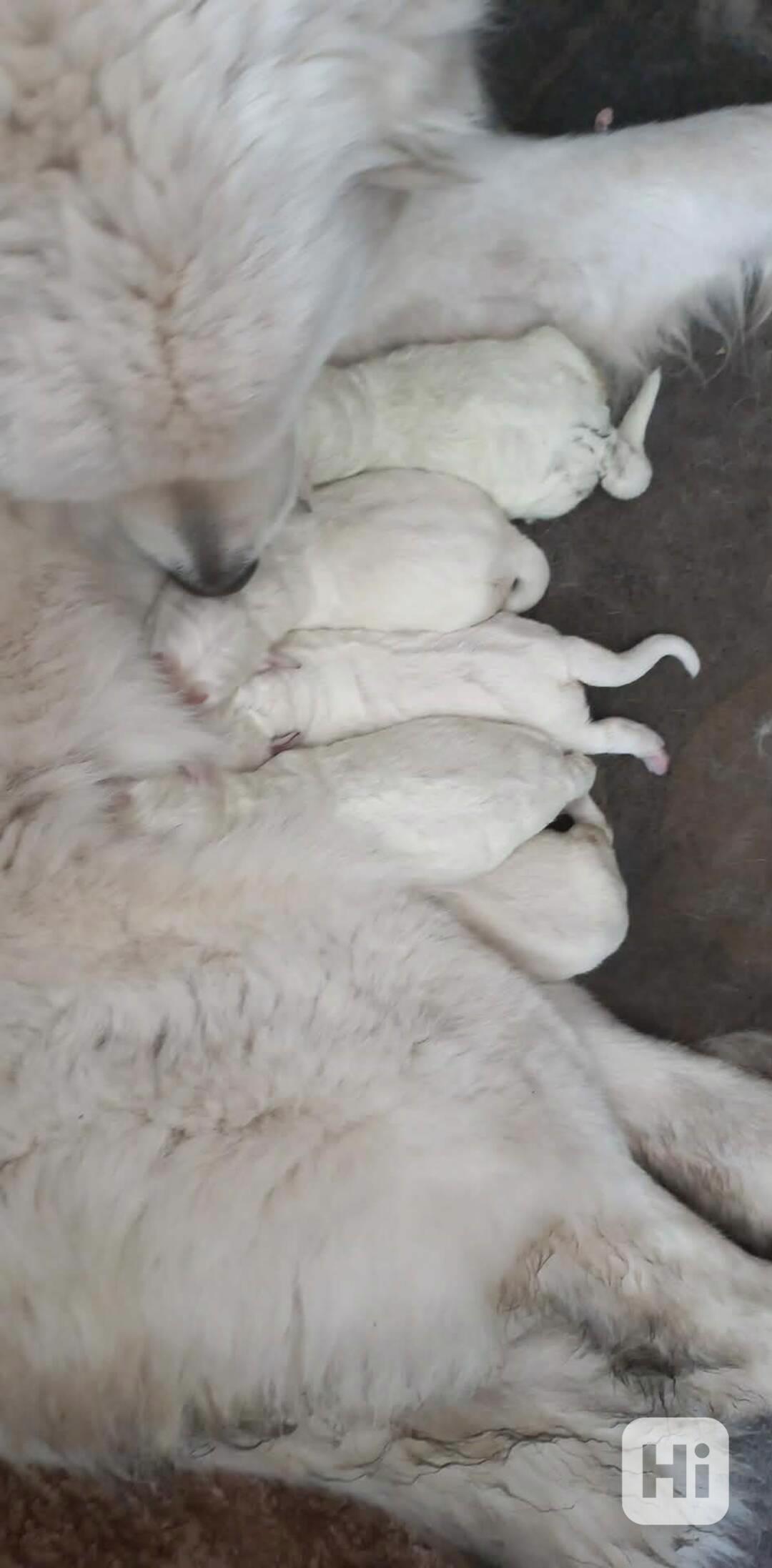 prodám štěňata slovenský čuvač bez PP  - foto 1