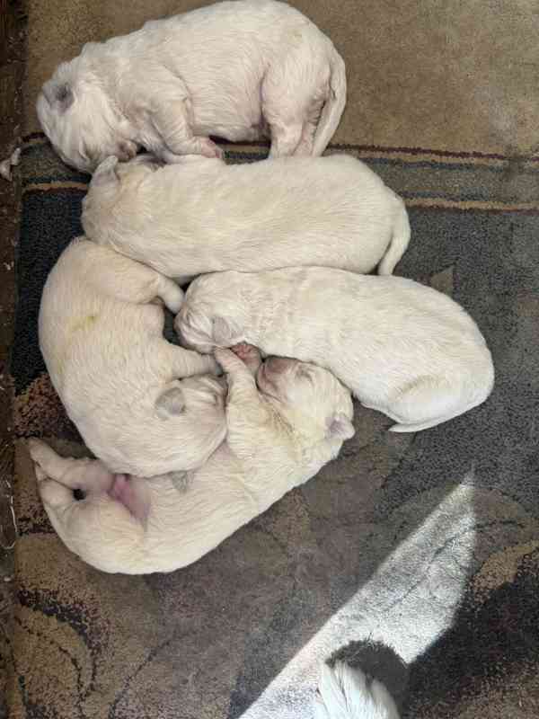 prodám štěňata slovenský čuvač bez PP  - foto 2