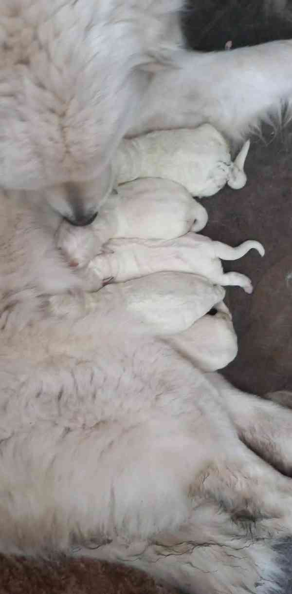 prodám štěňata slovenský čuvač bez PP  - foto 1