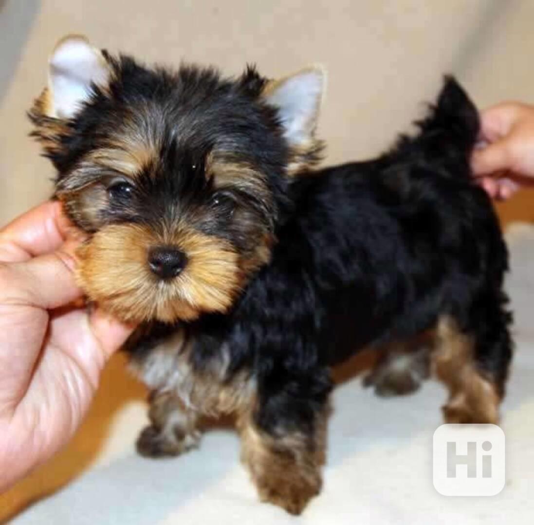 vycvičená štěňata jorků k adopci - foto 1