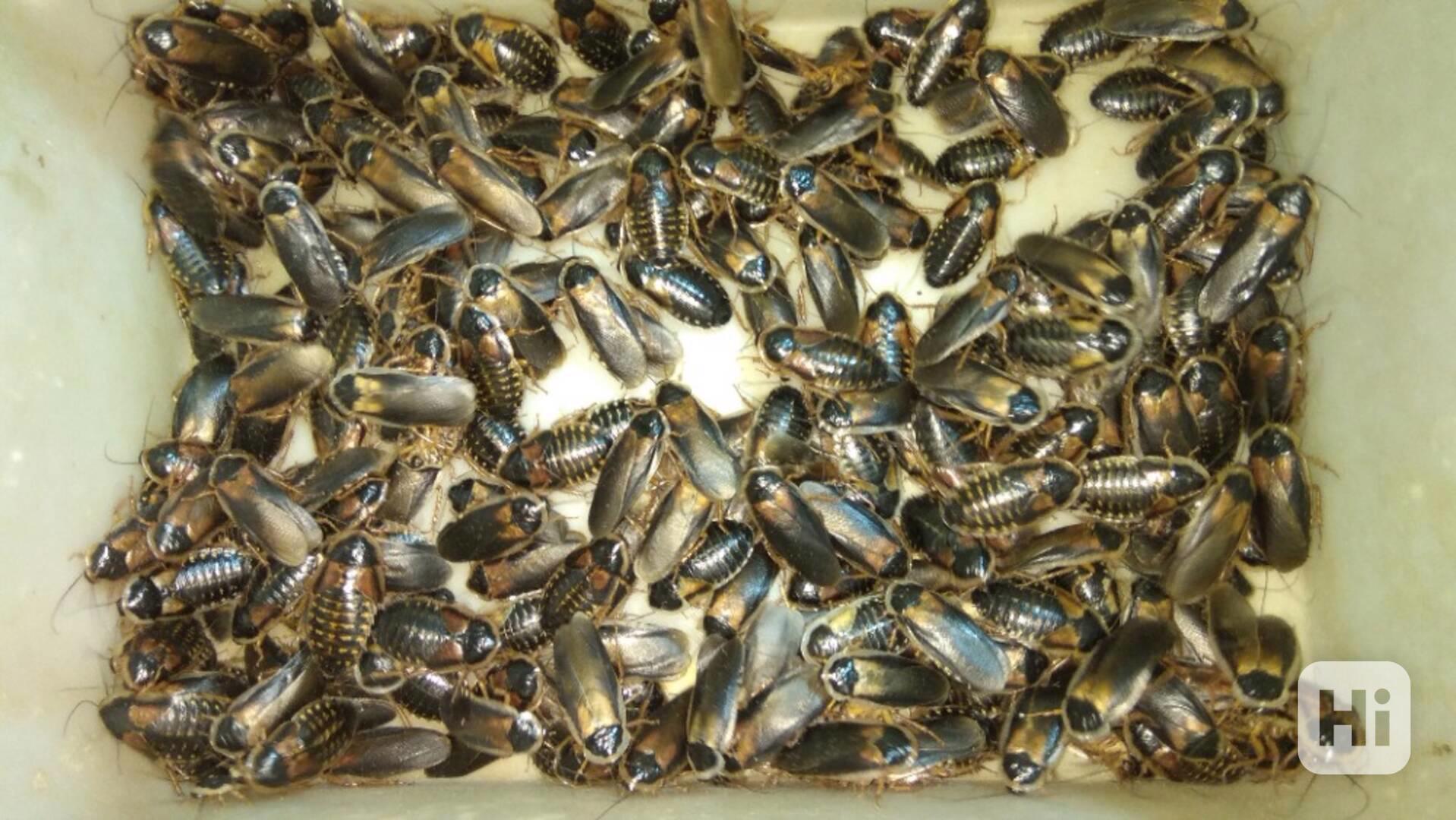 Švábi Blaptica dubia mladí dospělci 1ks/2kč  - foto 1