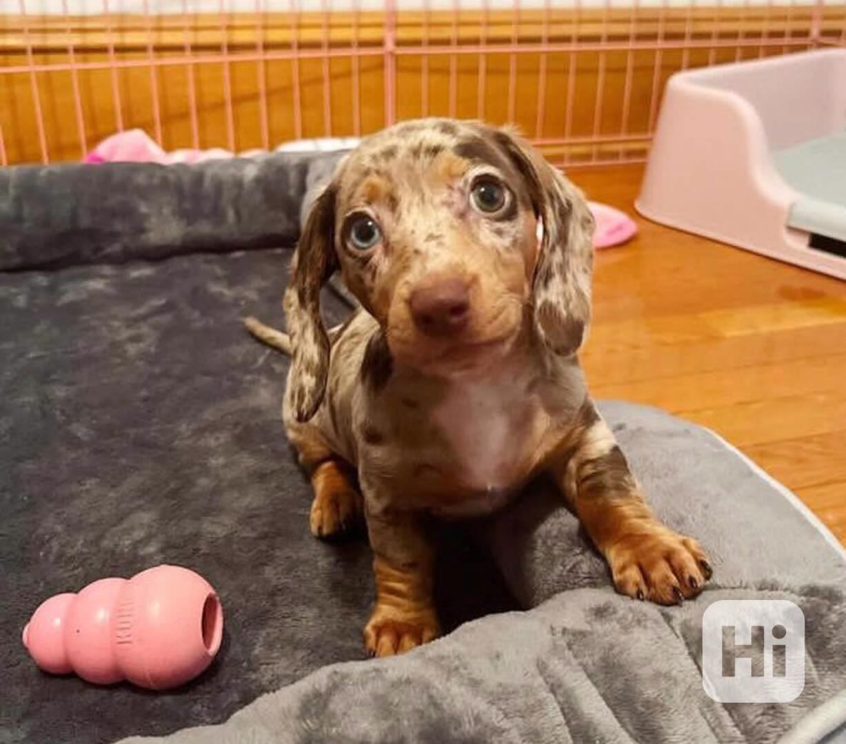 dachshund puppy - foto 1