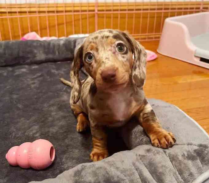 dachshund puppy - foto 1