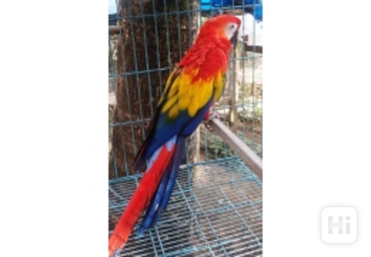 Scarlet papoušci papoušci na prodej - foto 1