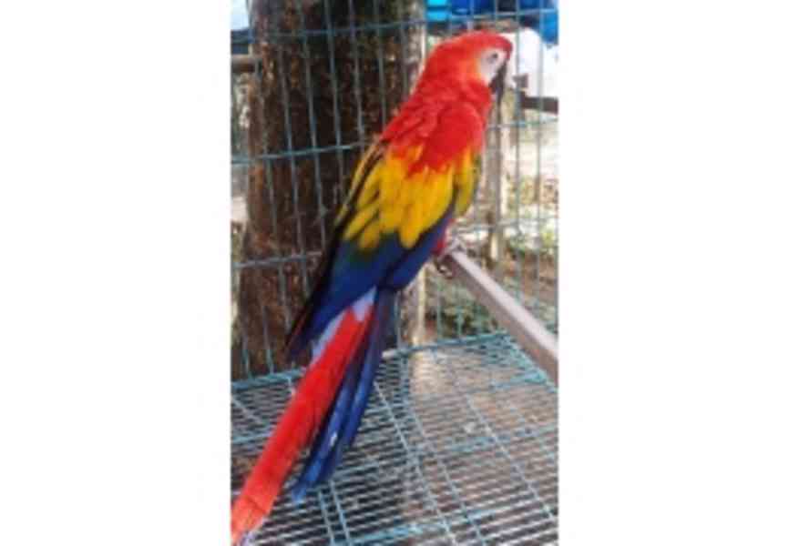 Scarlet papoušci papoušci na prodej - foto 1
