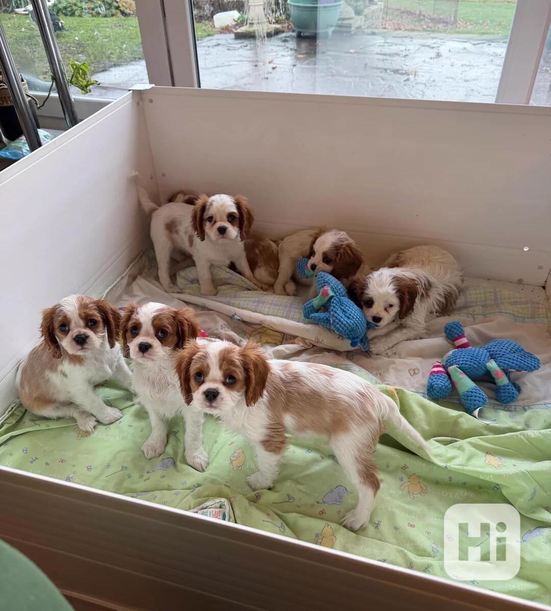 Cavilier King Charles Spaniel - foto 1