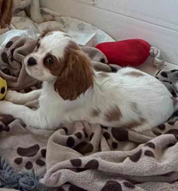 Cavilier King Charles Spaniel - foto 2