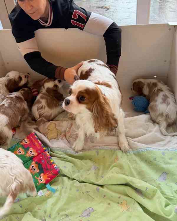 Cavilier King Charles Spaniel - foto 5