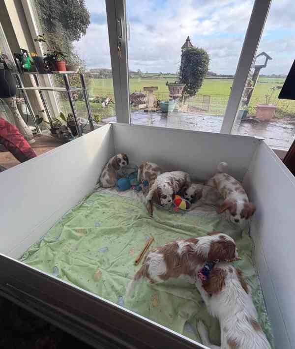 Cavilier King Charles Spaniel - foto 3