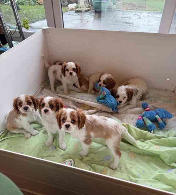 Cavilier King Charles Spaniel - foto 1
