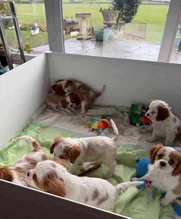 Cavilier King Charles Spaniel - foto 6