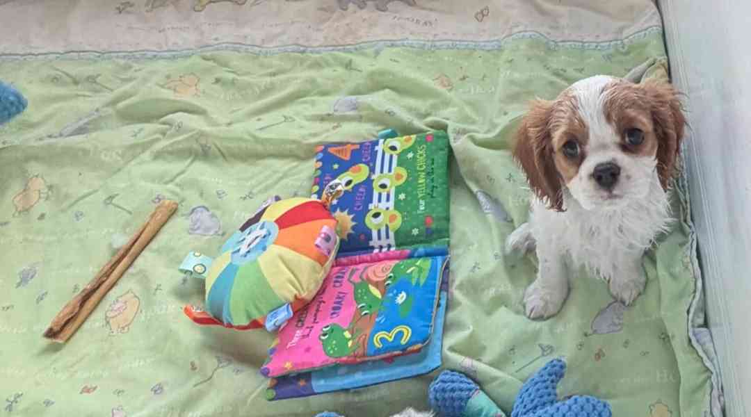 Cavilier King Charles Spaniel - foto 4