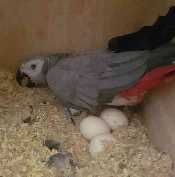 Zdravé hnojení papouščích vajec - foto 1