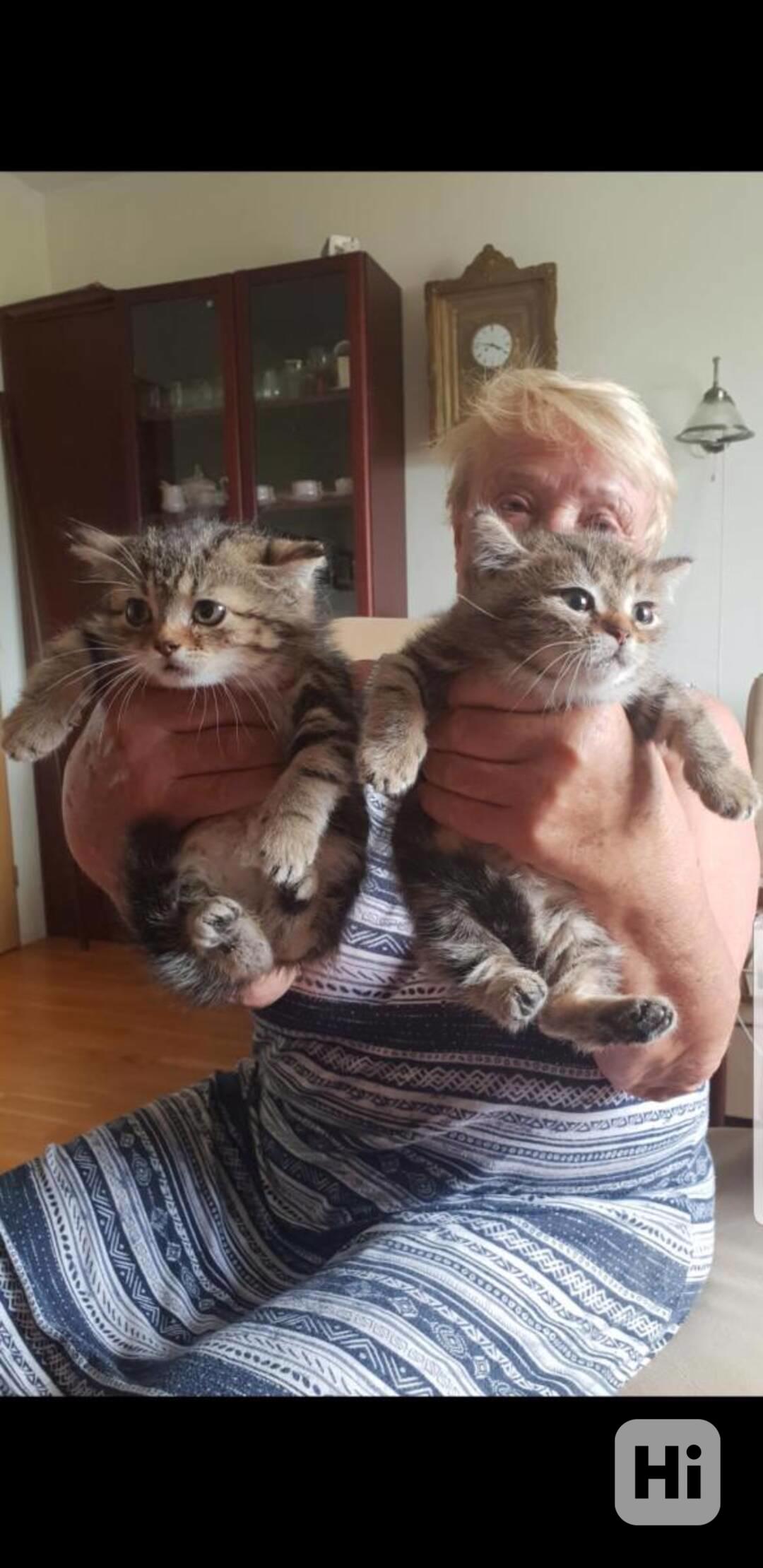 Dva 6týdenní vlídní mourovaní kocourkové budou hledat domov - foto 1