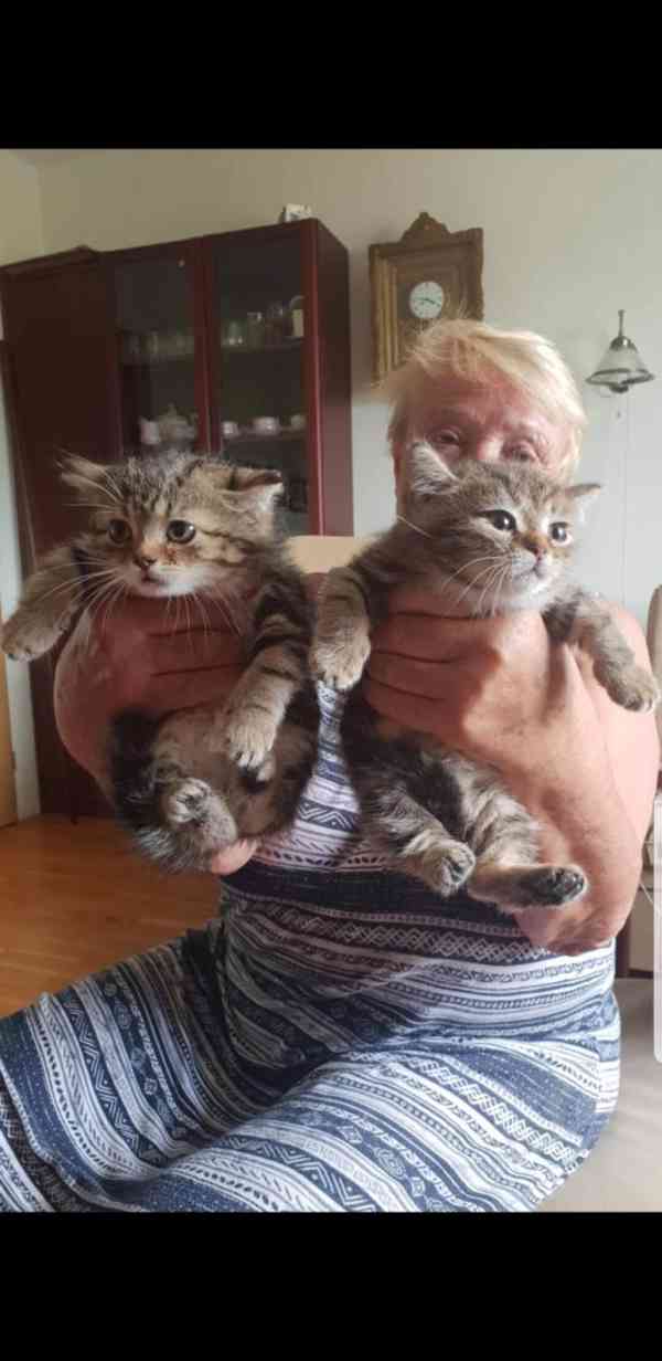 Dva 6týdenní vlídní mourovaní kocourkové budou hledat domov - foto 1
