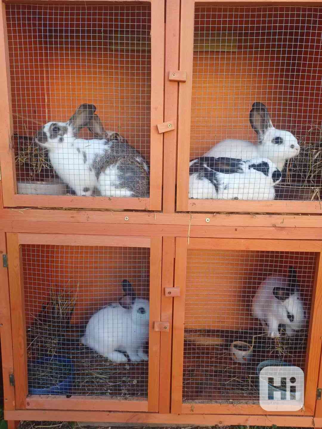 Prodám králíky  - foto 1